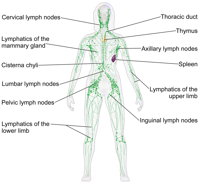 Rebounding and the Lymphatic System Official Needak Australia Blog
